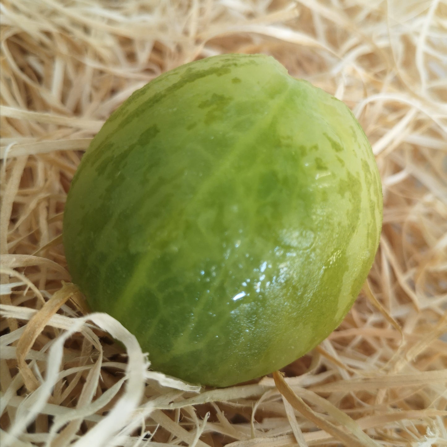 Vert Tomate (verveine)